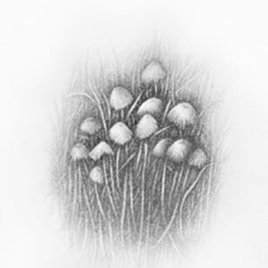 HONGOS